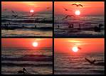 (14) dawn montage.jpg    (1000x720)    292 KB                              click to see enlarged picture